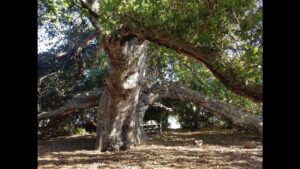 “Tree of Fire: A Story of Love and Resilience” VAiFF View & Vote Trailer