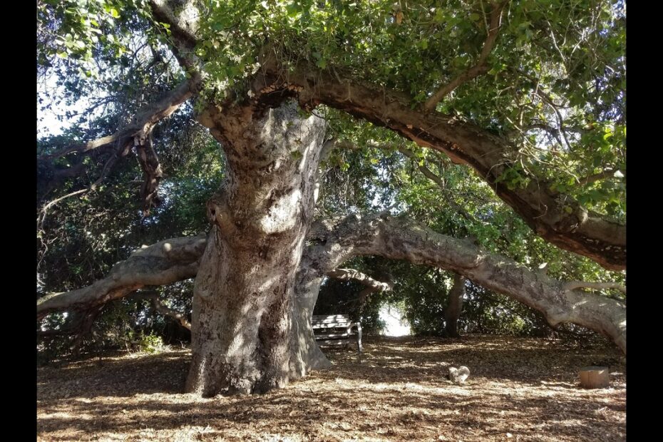 “Tree of Fire: A Story of Love and Resilience” VAiFF View & Vote Trailer